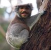 Koala'the.jpg