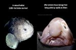 Blobfish-Reddit.jpg