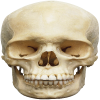9695-skull-reaction.png